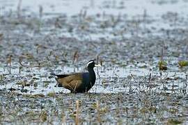 Bronze-winged Jacana