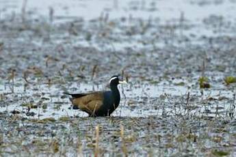 Jacana bronzé