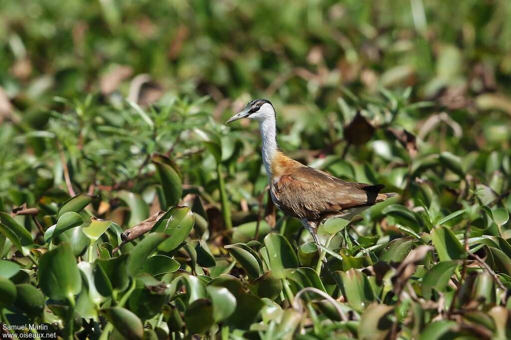 Madagascar Jacanajuvenile, identification