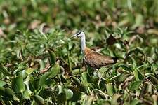 Jacana malgache