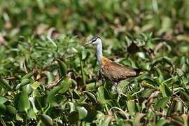 Madagascar Jacana