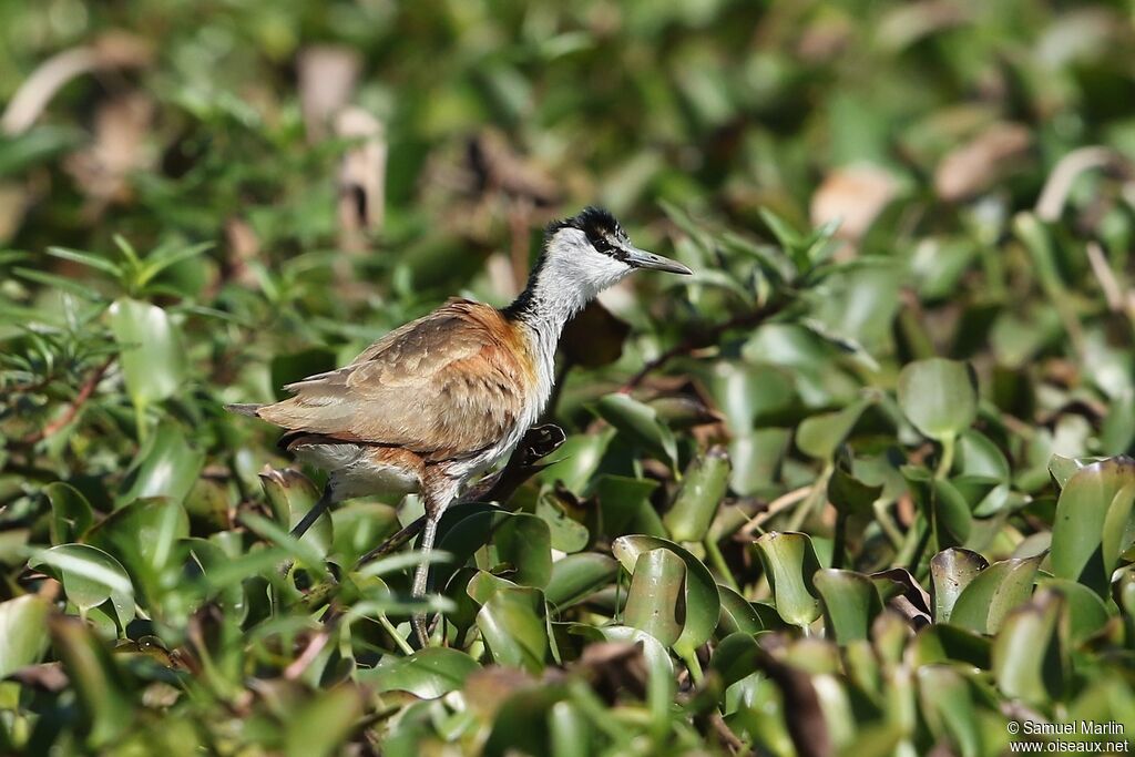 Jacana malgachejuvénile