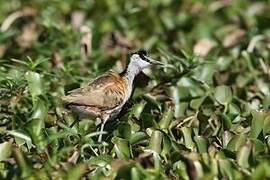 Jacana malgache