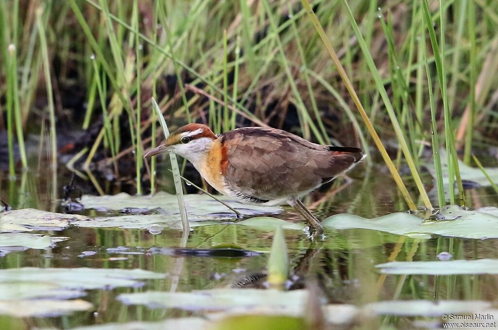 Jacana nainadulte