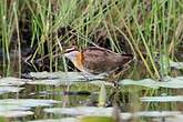 Jacana nain