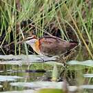 Jacana nain