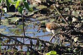 Wattled Jacana