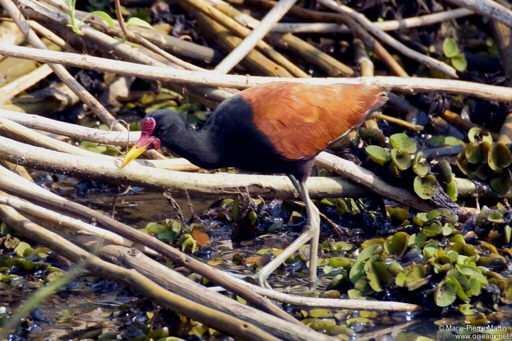 Wattled Jacana