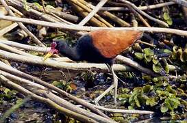 Wattled Jacana