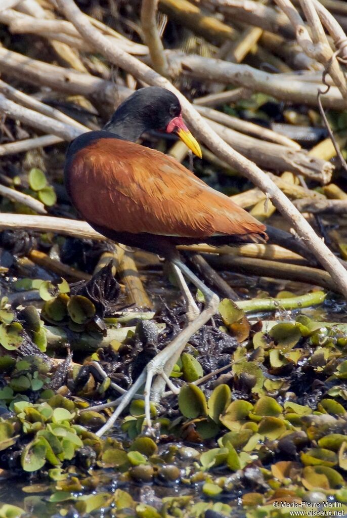 Wattled Jacanaadult