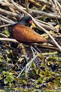 Wattled Jacana