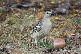 Great Bowerbird