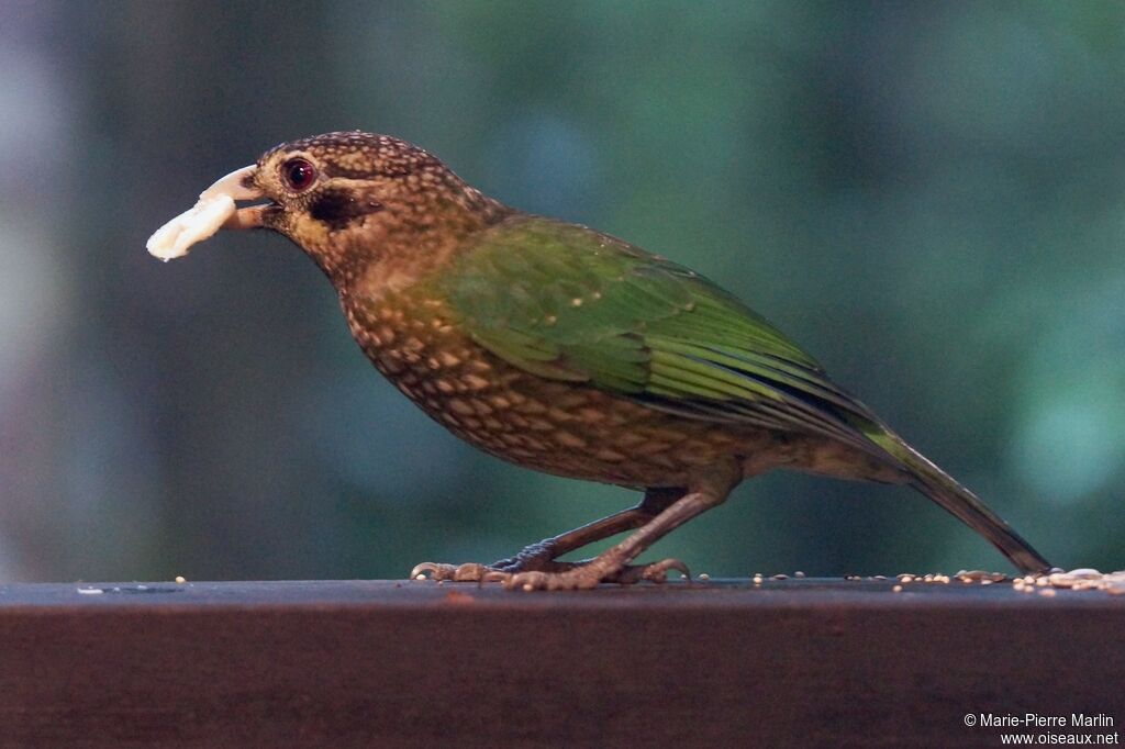 Black-eared Catbird male adult