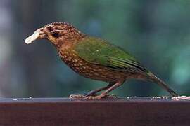 Black-eared Catbird