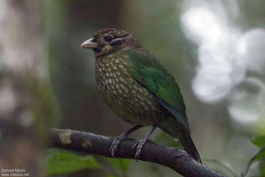 Black-eared Catbirdadult