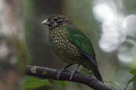 Black-eared Catbird