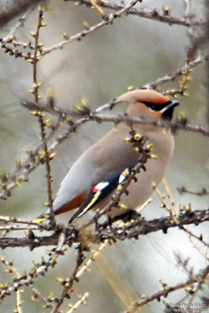 Bohemian Waxwingadult