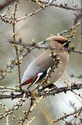 Bohemian Waxwing