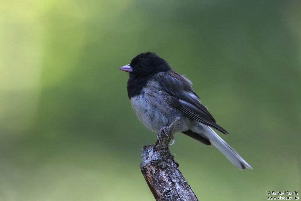 Junco ardoiséadulte