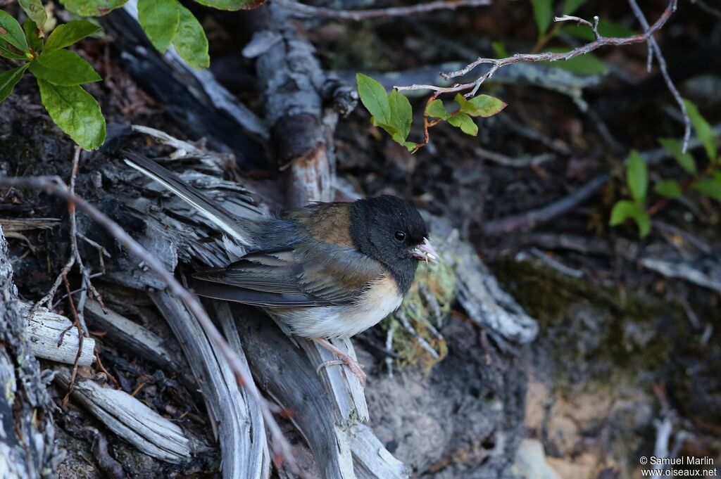 Junco ardoisé mâle adulte