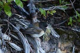 Junco ardoisé