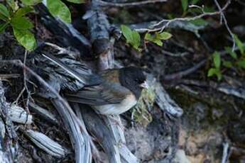 Junco ardoisé