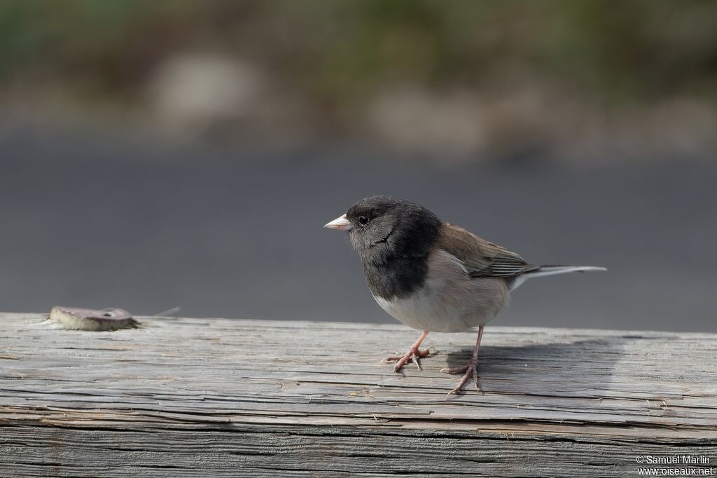 Junco ardoiséadulte