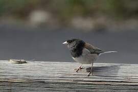 Junco ardoisé