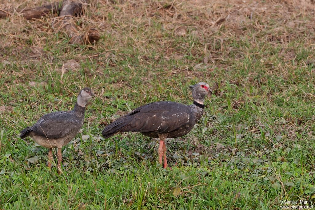 Southern Screamer