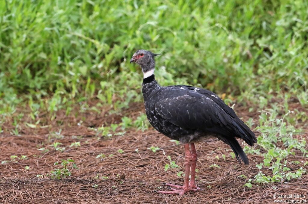 Southern Screameradult