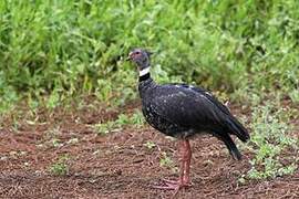 Southern Screamer