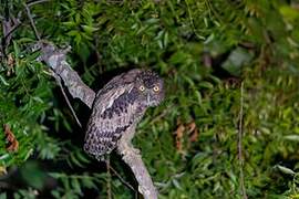 Brown Fish Owl