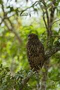 Brown Fish Owl