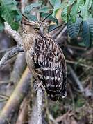 Buffy Fish Owl