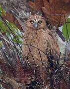 Buffy Fish Owl