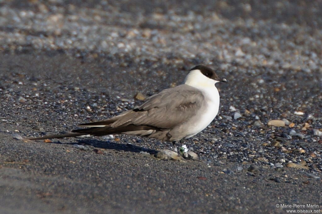 Long-tailed Jaegeradult