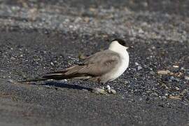 Long-tailed Jaeger