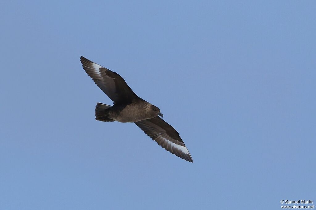 Brown Skuaadult, Flight