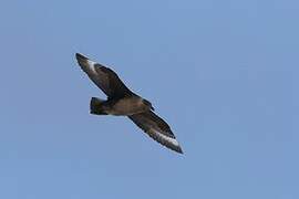 Brown Skua