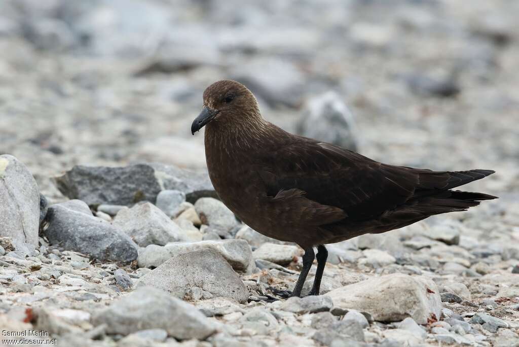 Brown Skuaadult, identification