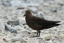 Brown Skua