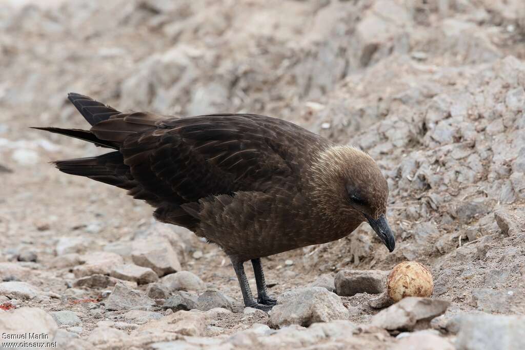 Brown Skuaadult, feeding habits