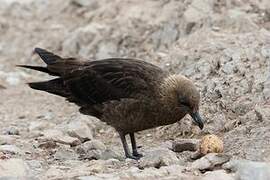 Brown Skua