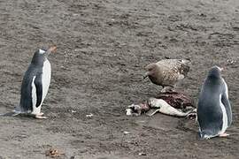 South Polar Skua