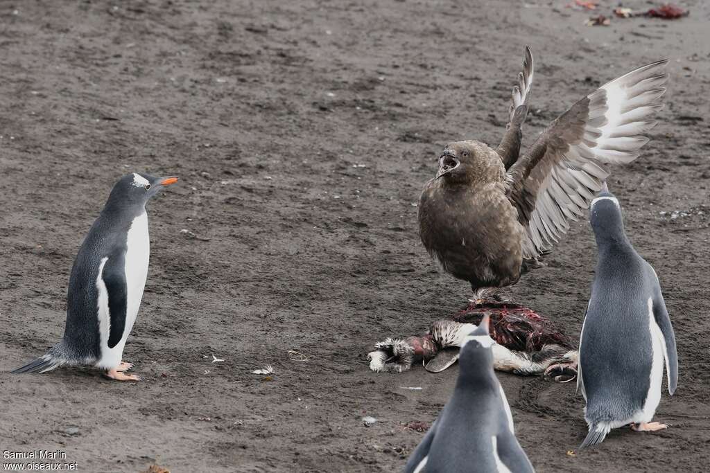 South Polar Skuaadult, eats