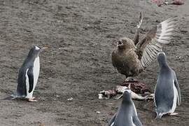 South Polar Skua