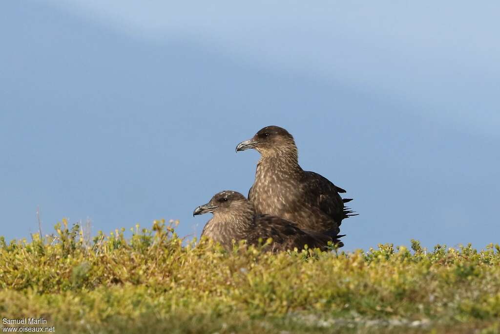 Chilean Skuaadult, Reproduction-nesting