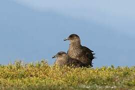 Chilean Skua