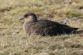 Chilean Skua