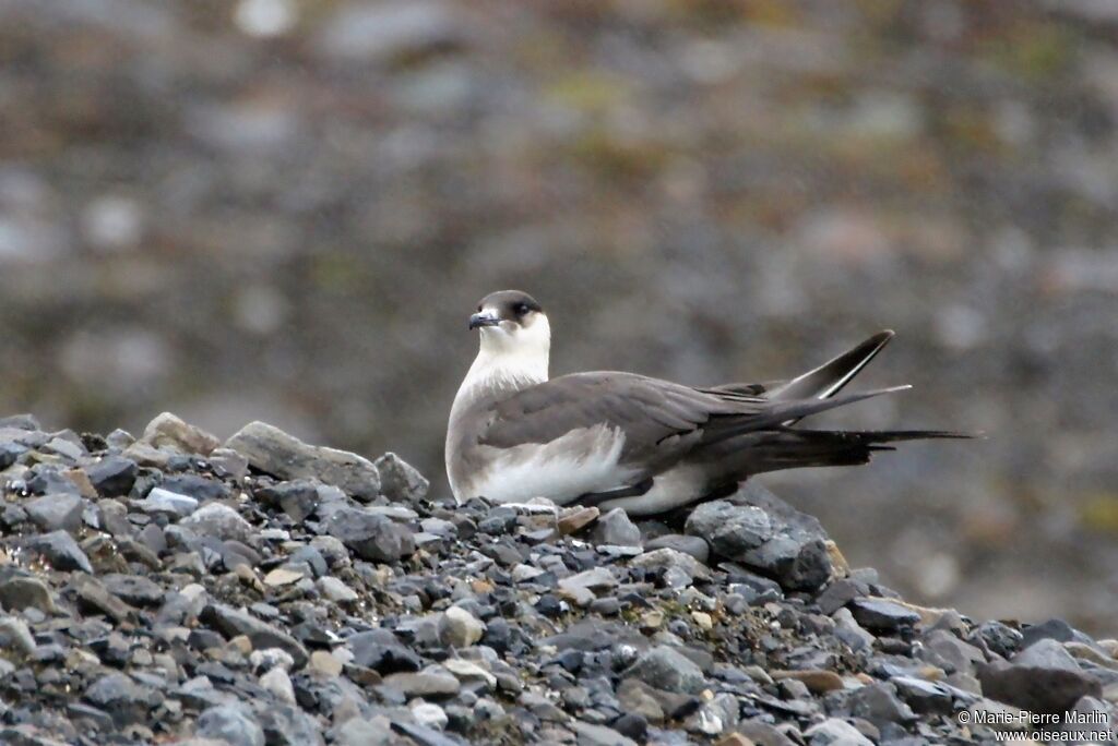 Parasitic Jaegeradult